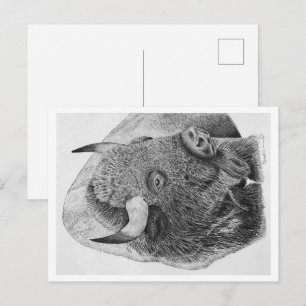 Carte Postale Bison d'Amérique