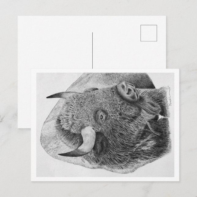 Carte Postale Bison d'Amérique (Devant / Derrière)