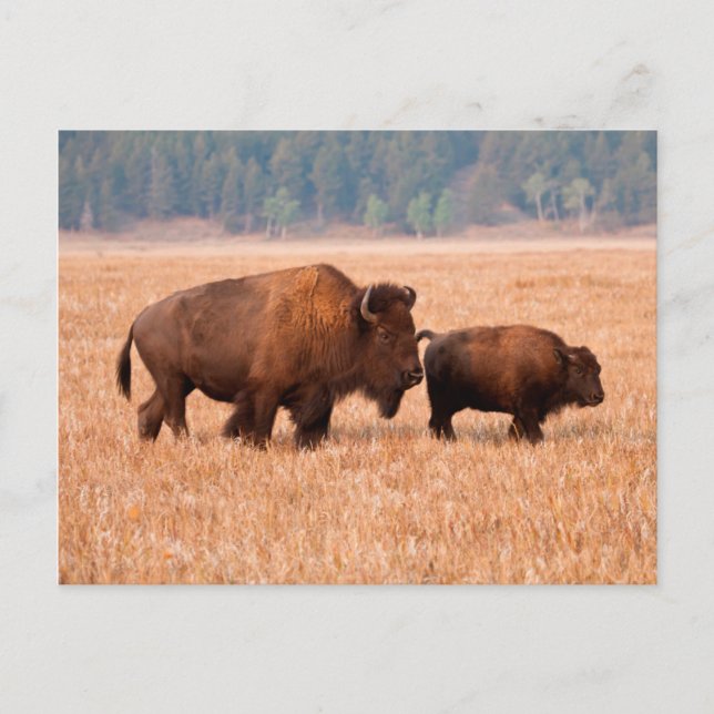 Carte Postale Bison d'Amérique (Bison bison) Vache et Veau (Devant)
