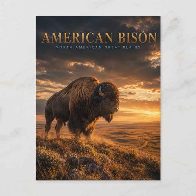 Carte Postale Bison d'Amérique Grandes Plaines ANIMAUX (Devant)