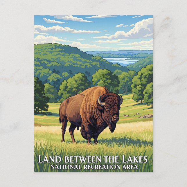 Carte Postale Bison dans la terre entre les lacs Kentucky (Devant)
