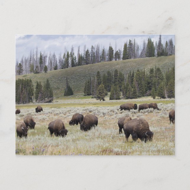 Carte Postale Bison dans la vallée Hayden de Yellowstone (Devant)