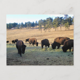 Carte Postale Bison dans le Colorado