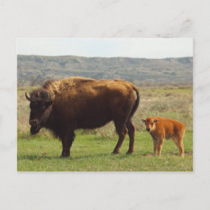 Carte Postale Bison dans le Dakota du Nord