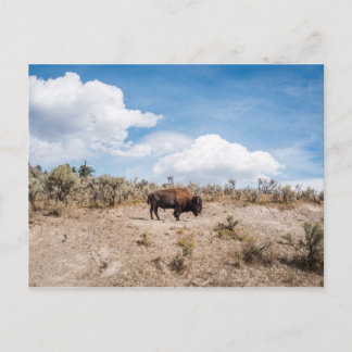 Carte Postale Bison dans le parc national de Yellowstone