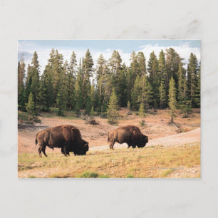 Carte Postale Bison dans le parc national de Yellowstone, Wyomin