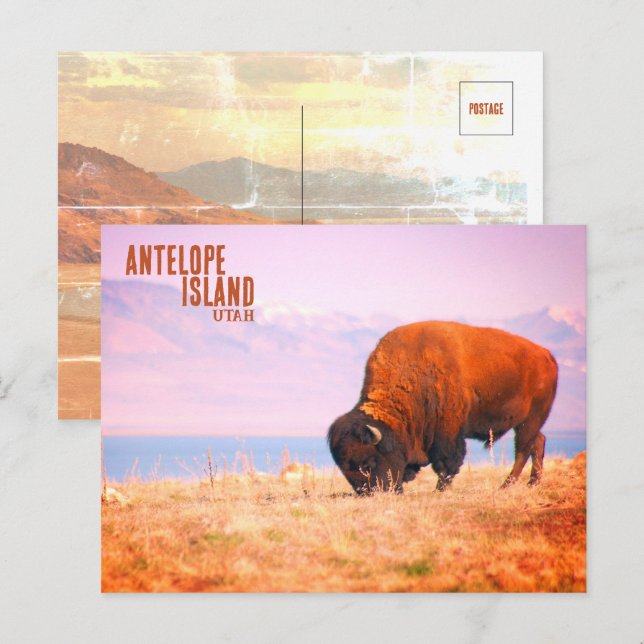 Carte Postale Bison d'Antelope Island (Devant / Derrière)