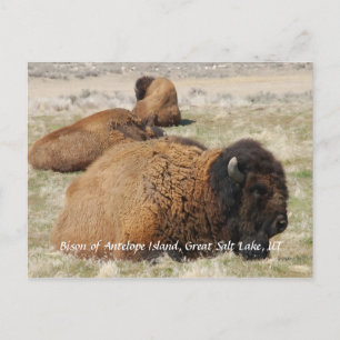 Carte Postale Bison d'Antelope Island