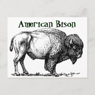 Carte Postale Bison de Buffalo américain