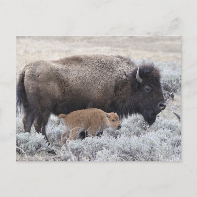 Carte Postale Bison de vache et de veau, Yellowstone (Devant)
