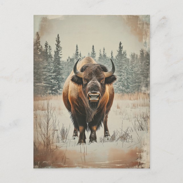 Carte Postale Bison de Vintage (Devant)