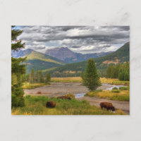 Bison de Yellowstone