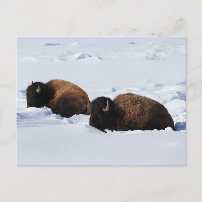Carte Postale Bison de Yellowstone (Devant)