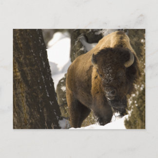 Carte Postale Bison de Yellowstone