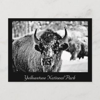 Carte Postale Bison de Yellowstone gelé