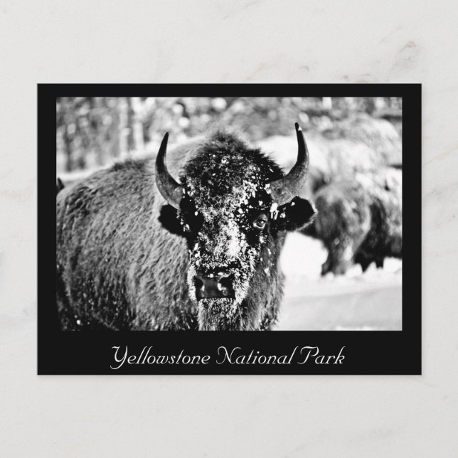 Carte Postale Bison de Yellowstone gelé (Devant)