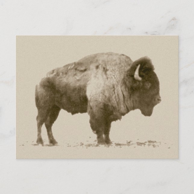 Carte Postale Bison des plaines (Devant)