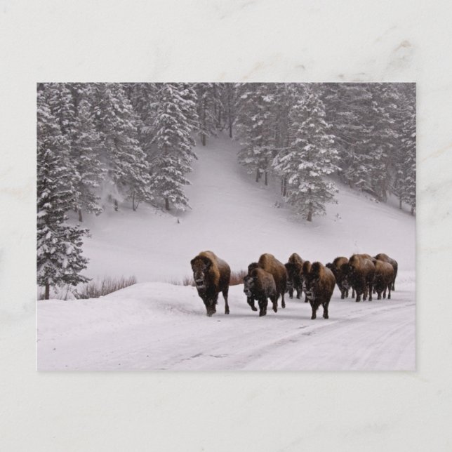 Carte Postale Bison en hiver (Devant)