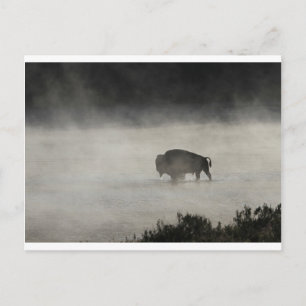 Carte Postale Bison en hiver Yellowstone