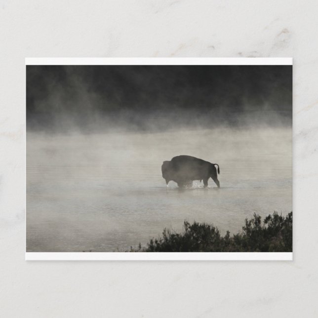 Carte Postale Bison en hiver Yellowstone (Devant)
