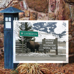 Carte Postale BIson, Entrée Yellowstone, Gardiner, MT