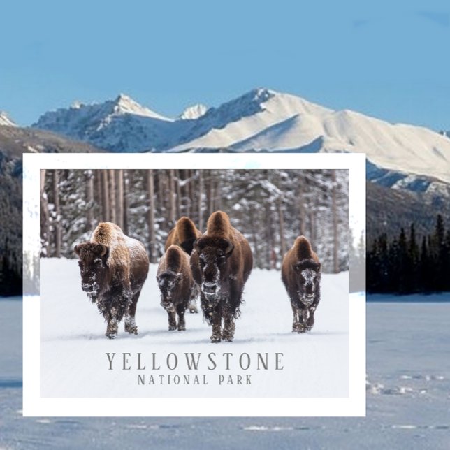Carte Postale Bison gelé sur une route enneigée, Parc national d (Créateur téléchargé)