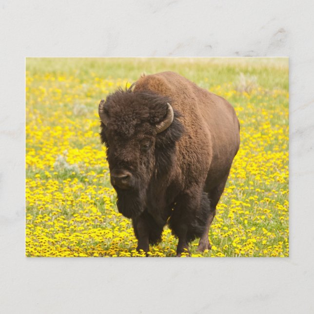 Carte Postale Bison in yellow (Devant)