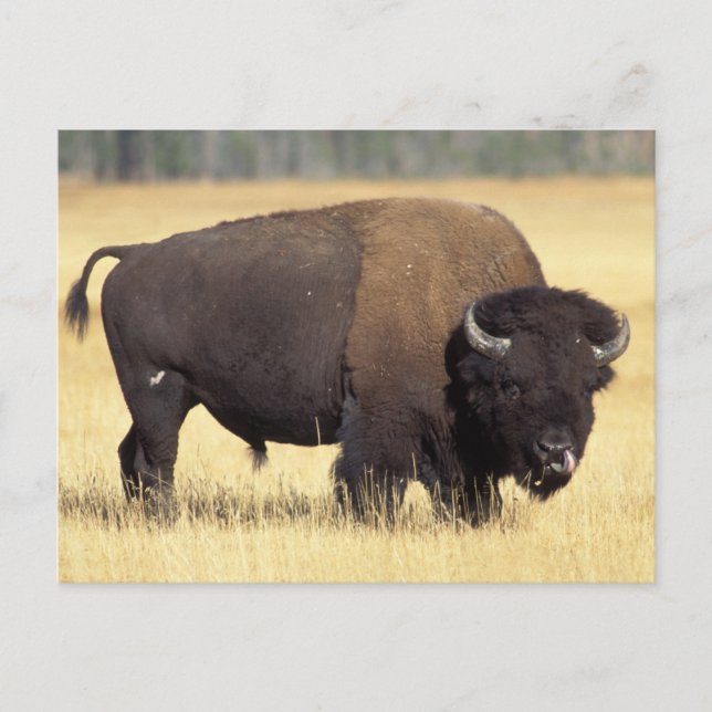 Carte Postale Bison mâle dans le parc national de Yellowstone (Devant)