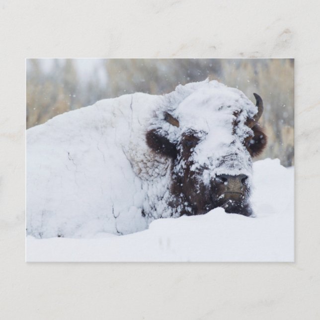 Carte Postale Bison mâle, pelage d'hiver (Devant)