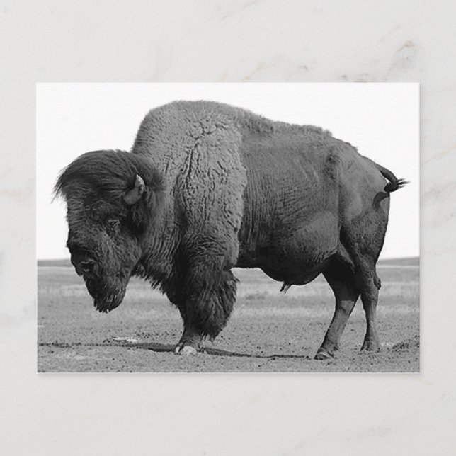 Carte Postale Bison noir et blanc / Buffle (Devant)
