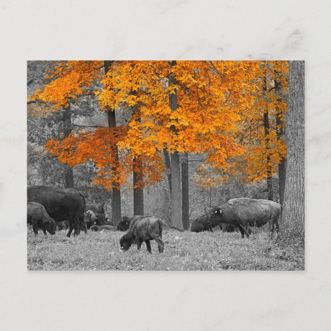 Carte Postale Bison orange (Devant)