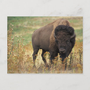 Carte Postale Bison photo