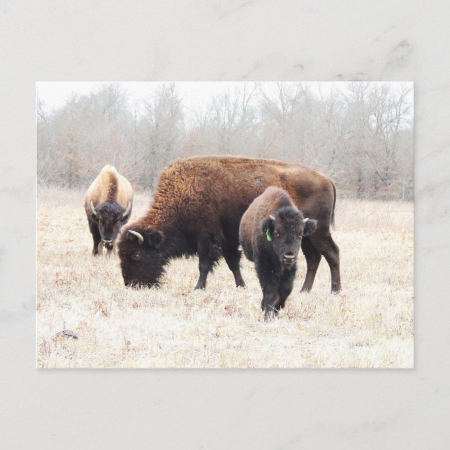 Carte Postale Bison Prairie (Devant)