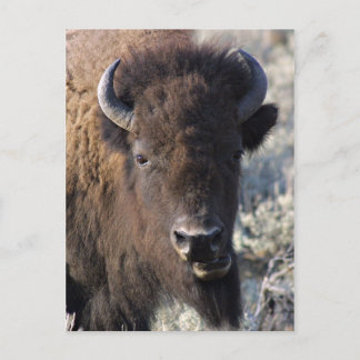 Carte Postale Bison près