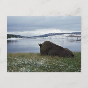 Carte Postale Bison Reposant Sur La Rivière Yellowstone Avec Nei