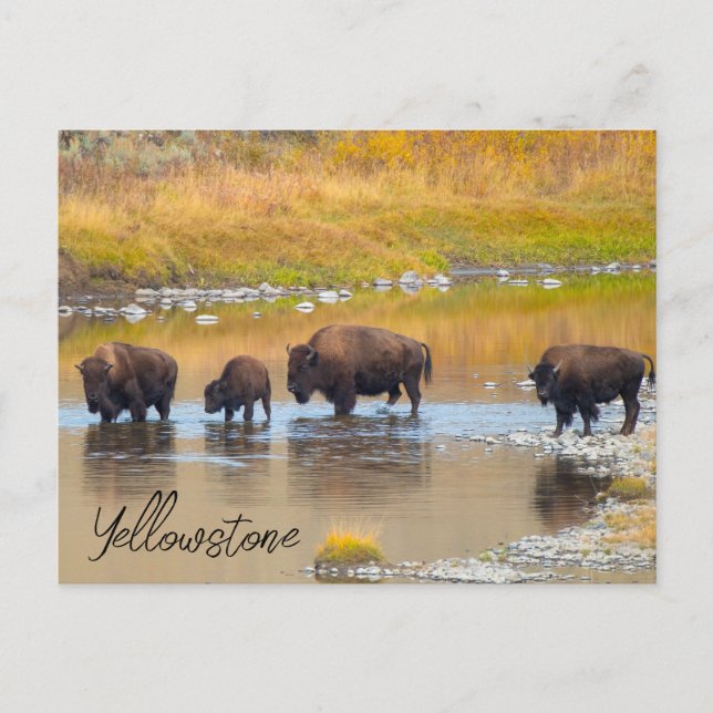 Carte Postale Bison River Crossing Parc national de Yellowstone (Devant)