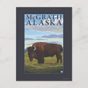 Carte Postale Bison Scene - McGrath, Alaska