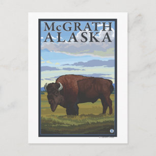 Carte Postale Bison Scene - McGrath, Alaska