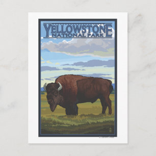 Carte Postale Bison Scene - Parc national de Yellowstone
