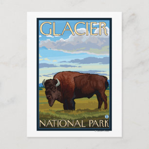 Carte Postale Bison Scene - Parc national des Glaciers, MT