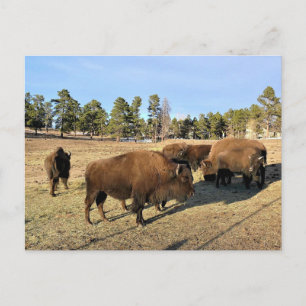 Carte Postale Bisons au Colorado