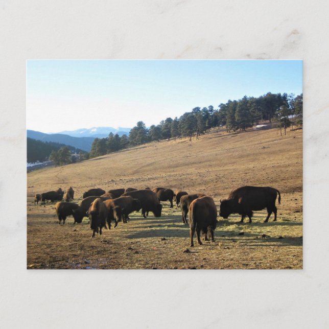 Carte Postale Bisons au Colorado (Devant)