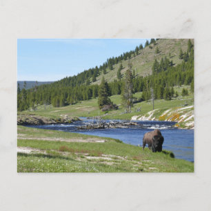 Carte Postale Bisons au Parc national de Yellowstone