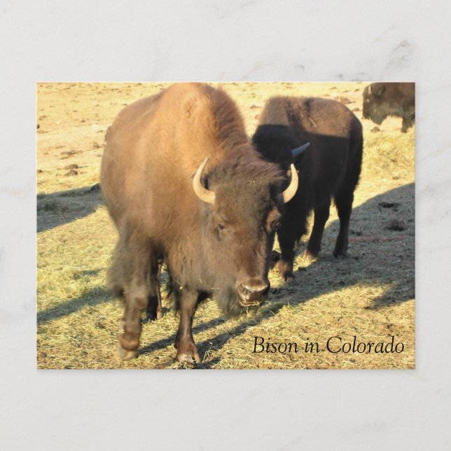 Carte Postale Bisons dans le Colorado (Devant)