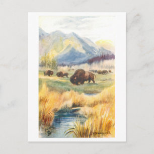 Carte Postale Bisons d'époque à Banff, Rocheuses canadiennes