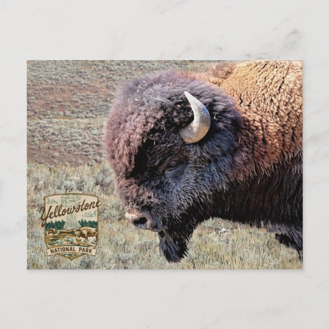 Carte Postale Bisons du Parc national de Yellowstone (Devant)