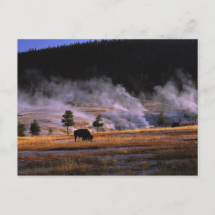 Carte Postale Bisons paissant dans le bassin supérieur des geyse