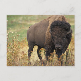Carte Postale Bisonte Americano