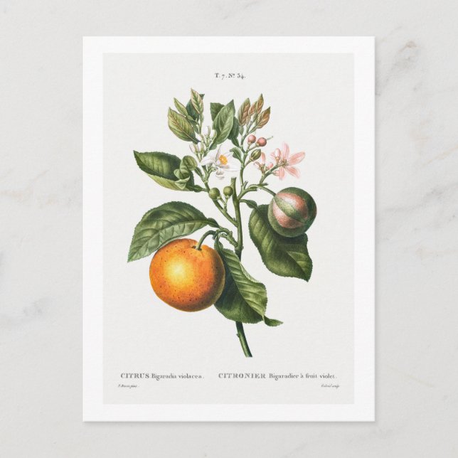CARTE POSTALE "BITTER ORANGE" BOTANIQUE REDOUTÉ (Devant)