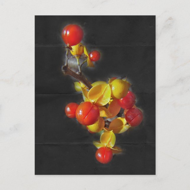 Carte Postale Bittersweet Berries - Beauté d'automne (Devant)